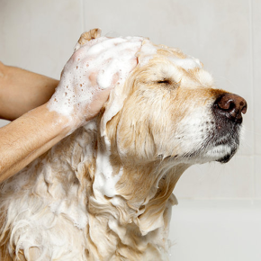 Pet spa